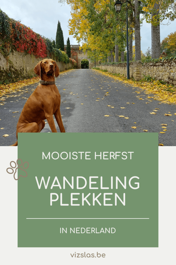 pin over de mooiste herfstwandelingen om met je hond te doen in België en Nederland