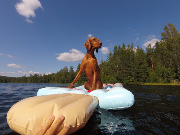 VIzsla hond op een luchtmatras in een meer
