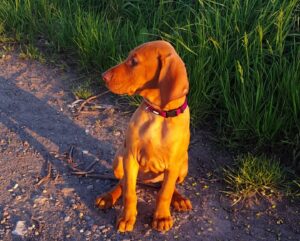 VIzsla-puppy-ella-hond