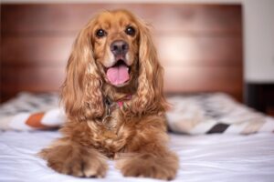 Engelse Cocker Spaniel