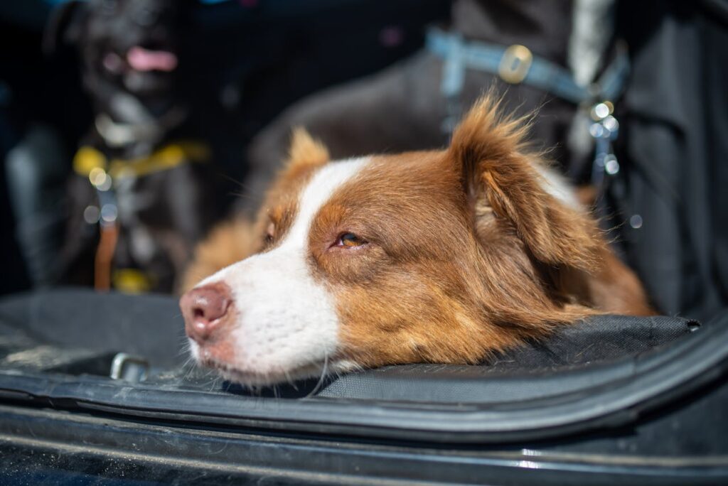 border collie close up