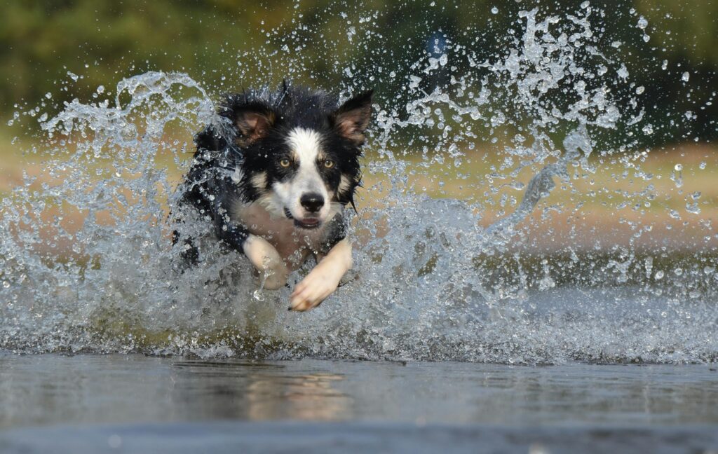 border collie die loopt