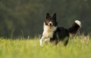 Bordercollie