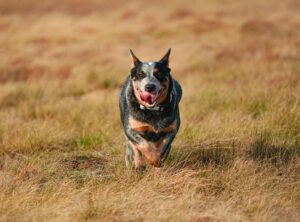 Australian Cattle Dog