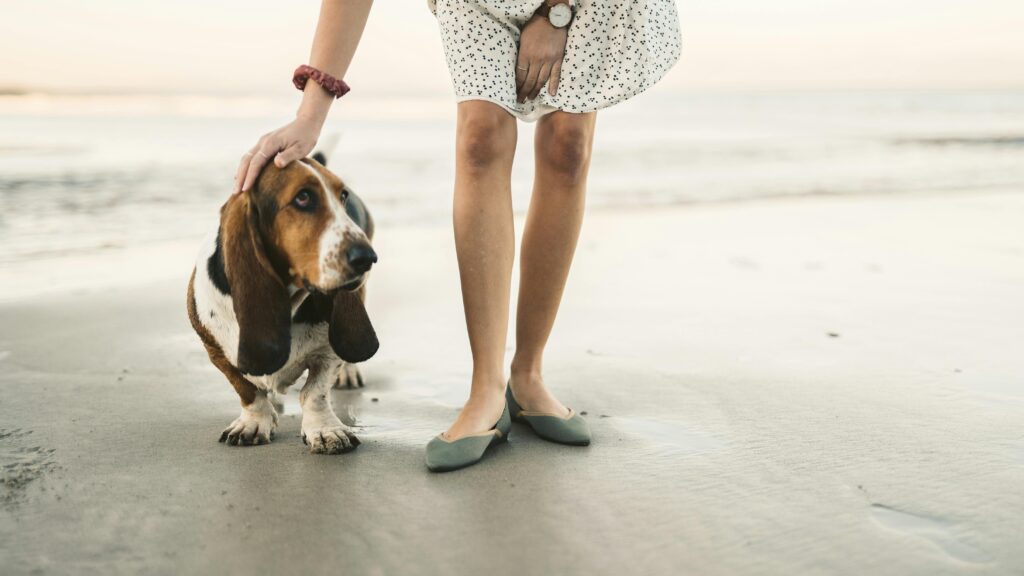 basset hound die wandelt op het strand