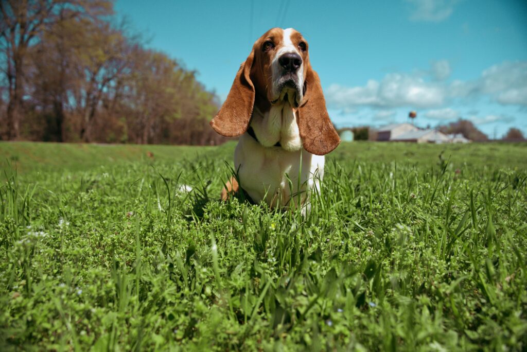 Basset Hound in veld