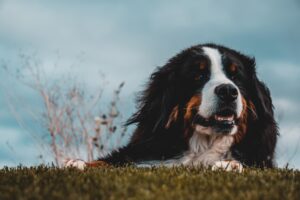 berner sennenhond