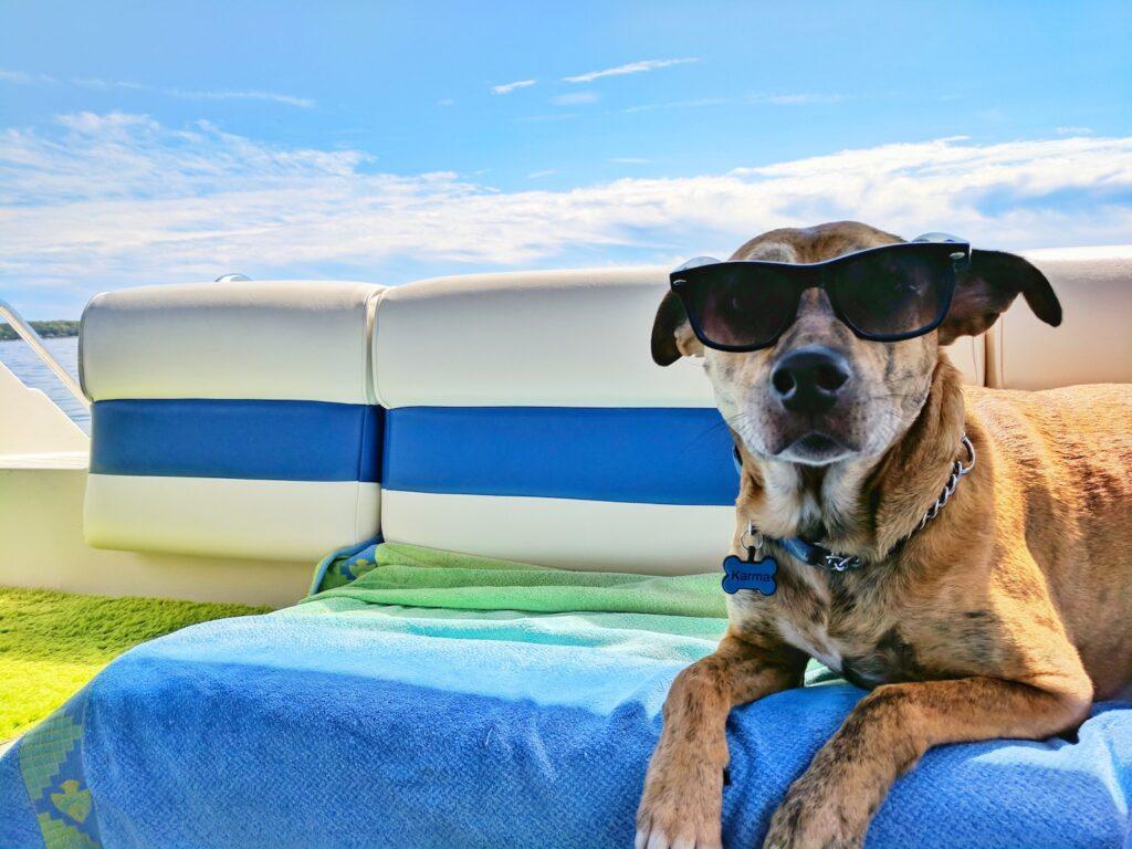 Slimme hond met zonnenbril
