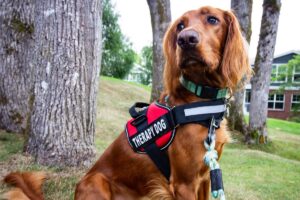 tuigjes voor honden. Spaniel met rood y-tuig voor service honden