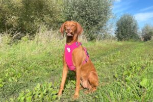 y-tuig voor honden. Roze hurtta y-tuig van een vizsla teefje