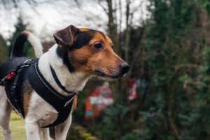 y-tuig bij een kleine jack-russel. y-tuig voor kleine honden