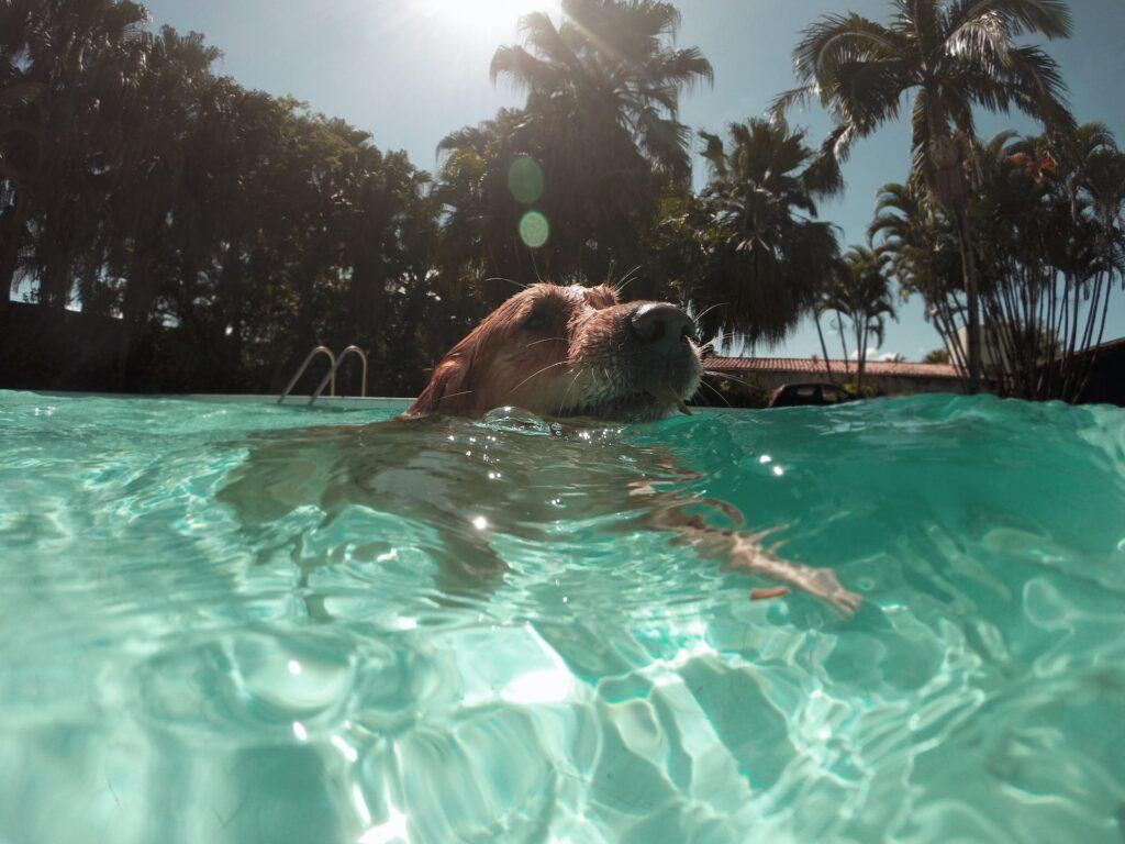 Zwemmende hond op een zomerdag