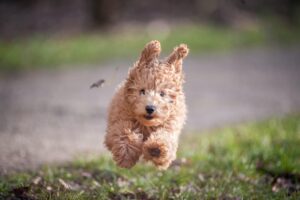 Gekke hond, vliegend over het gras