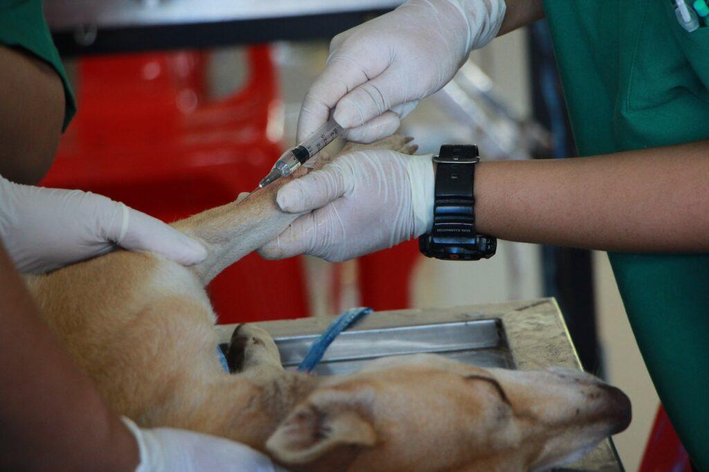 Bloedafname hond bij dierenarts