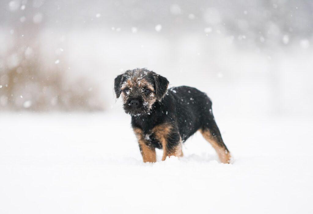 kleine hond in sneeuw