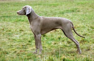 Weimaraner in gras