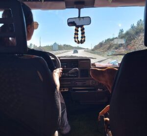 vizsla in de wagen op de passagierszetel en kijkend naar het baastje.