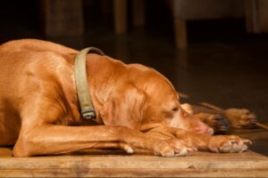 vizsla aan het slapen op een houten vloer