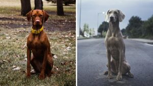 Vizsla vs weimarander. Beide honden zittend naast elkaar