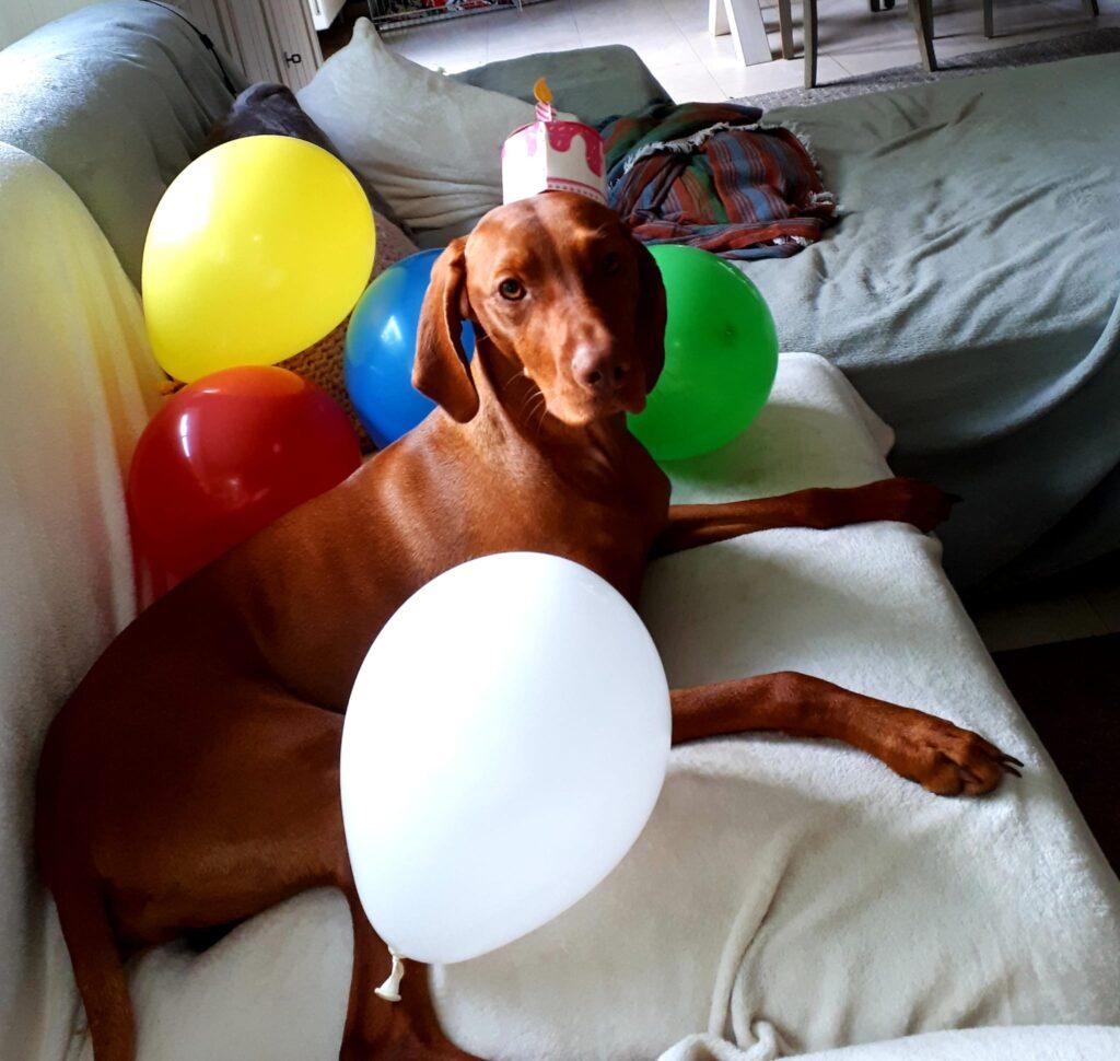 verjaardagsfeest van vizsla hond
