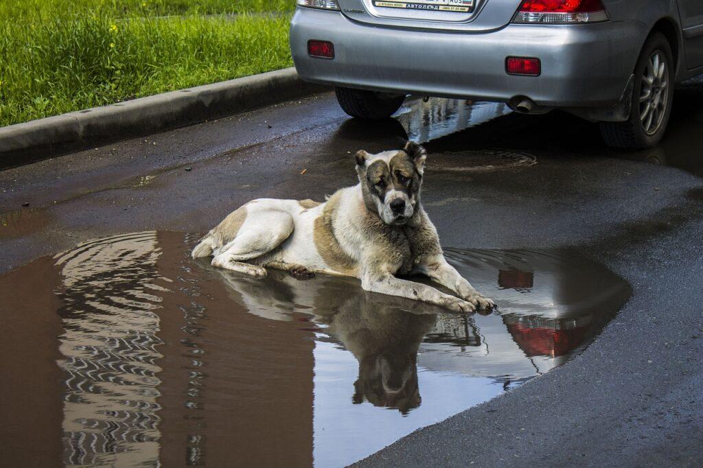 grote hond die in een plas van regen ligt