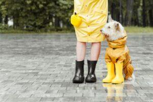 hond die met regenjas aan met baasje in de regen wacht