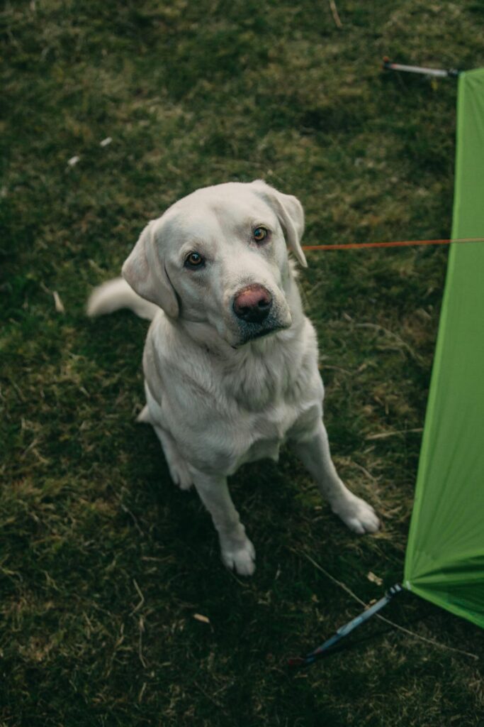 kamperen met je hond en de tent