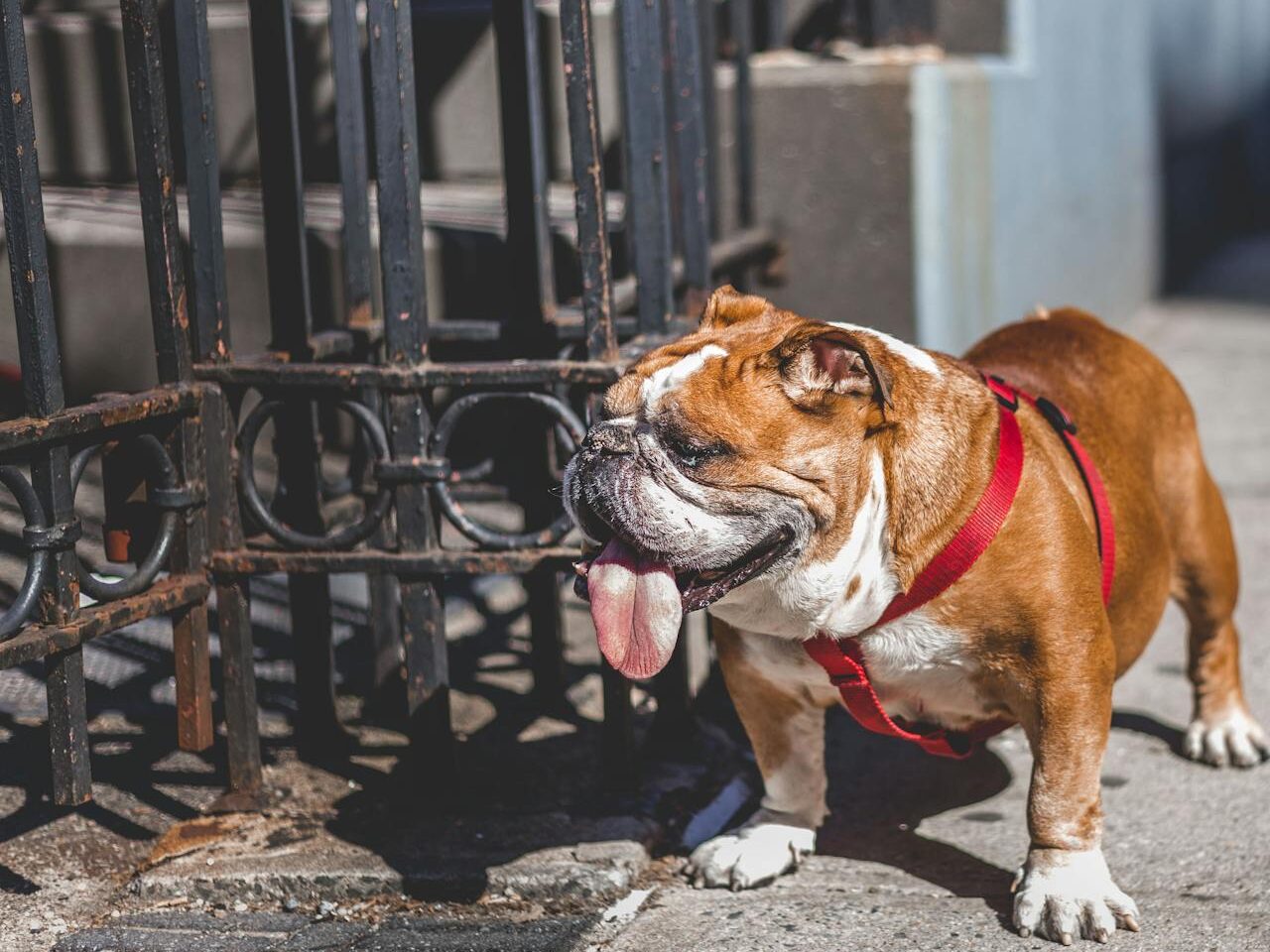 bulldog kan niet goed tegen de hitte