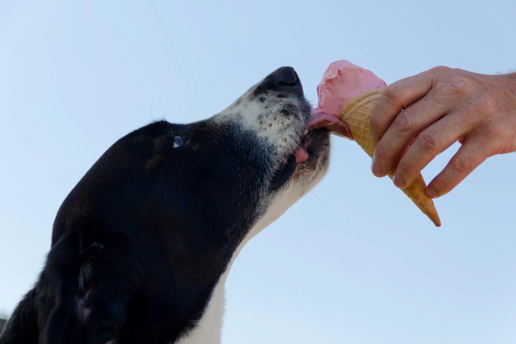 hond afkoelen met een hondenijsje