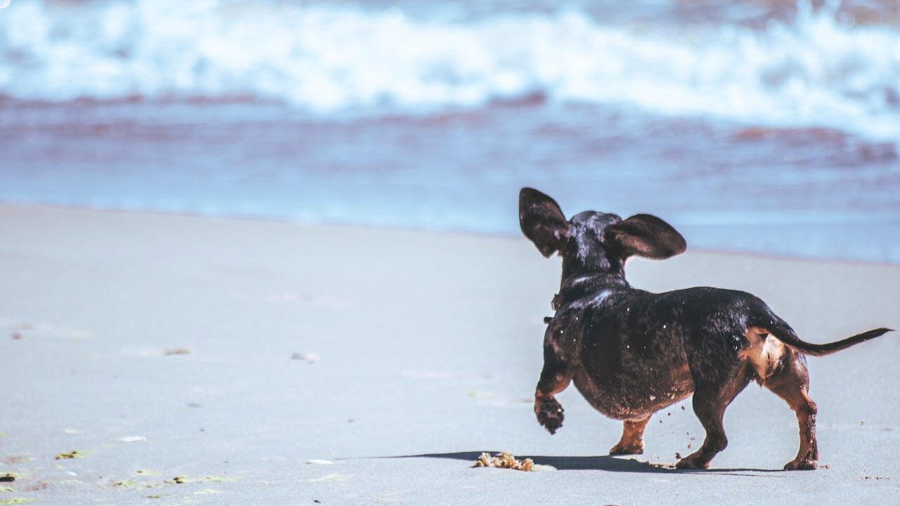 hond afkoelen met wandeling op strand