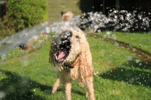 hond afkoelen tijdens hittegolf met watersproeier