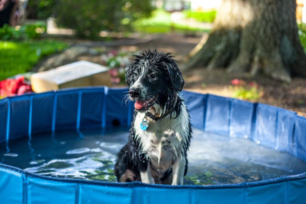 hond zwembad afkoelen tijdens de hittegolf