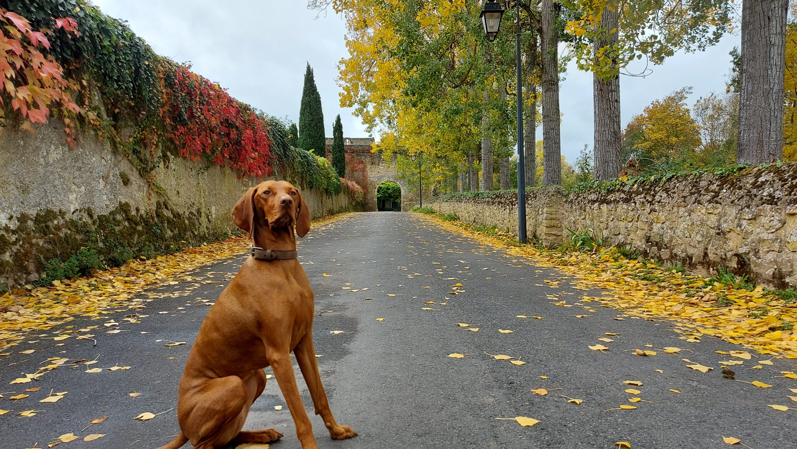 herfstwandeling met je hond