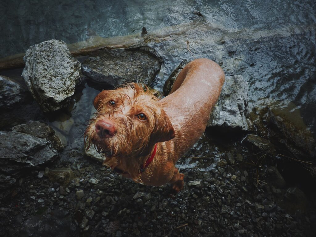hond in water tracken