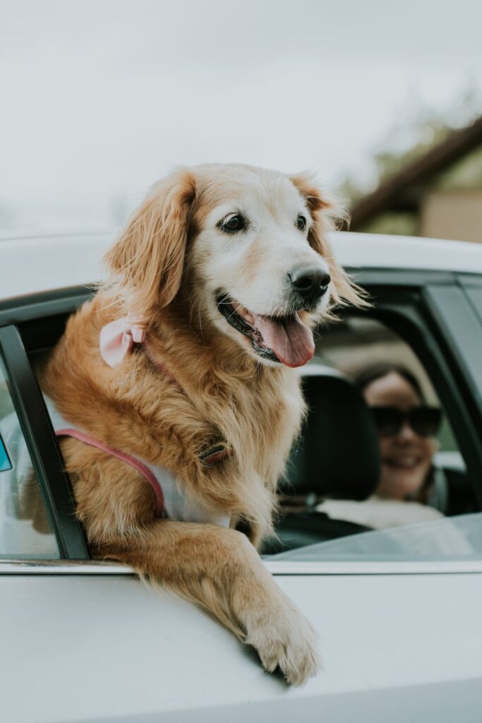 hond in de auto reizen