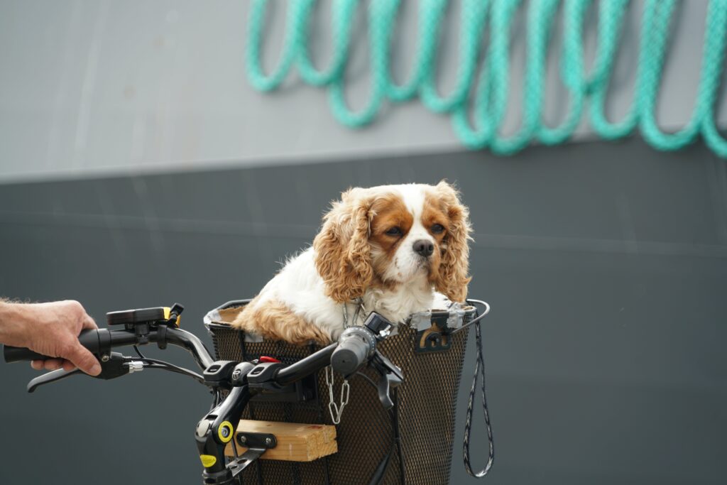 kleine hond in een fietsmandje voor honden