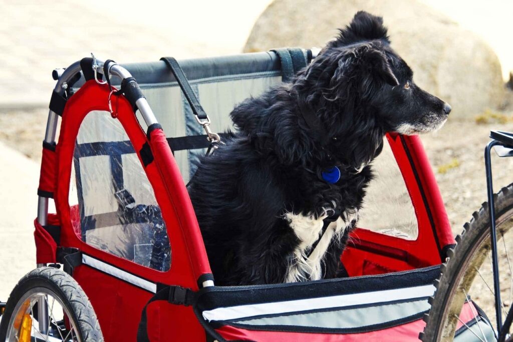 hond in een open hondenfietskar