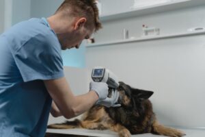 dierenarts die gezondheidscontrole doet bij hond