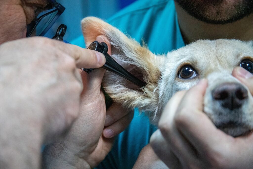 dierenarts die hond zijn oren controleert