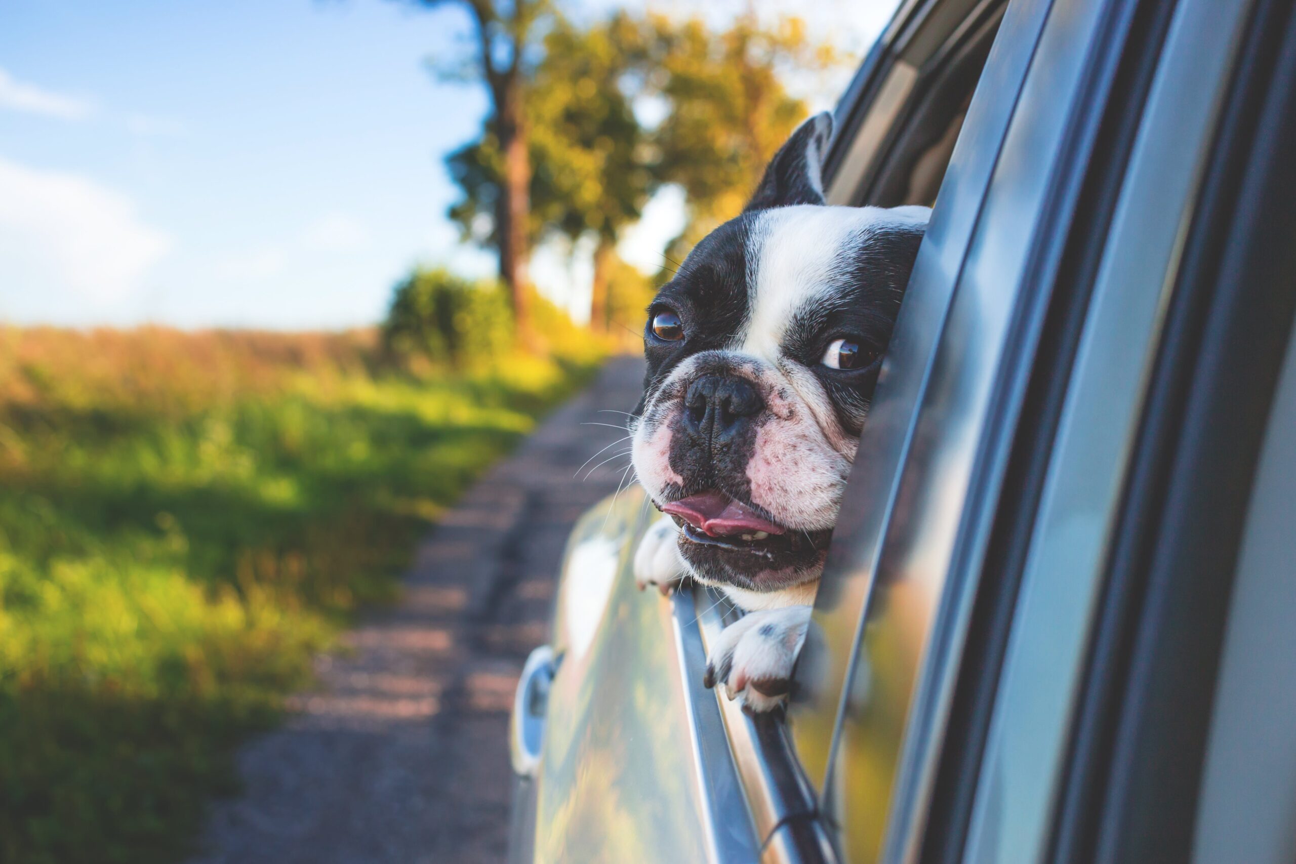reizen met je hond in de auto