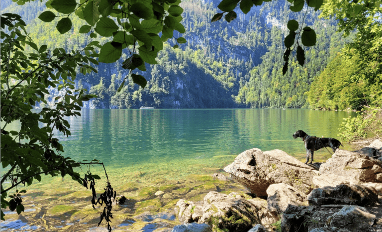hond op vakantie in Duitsland aan een meer
