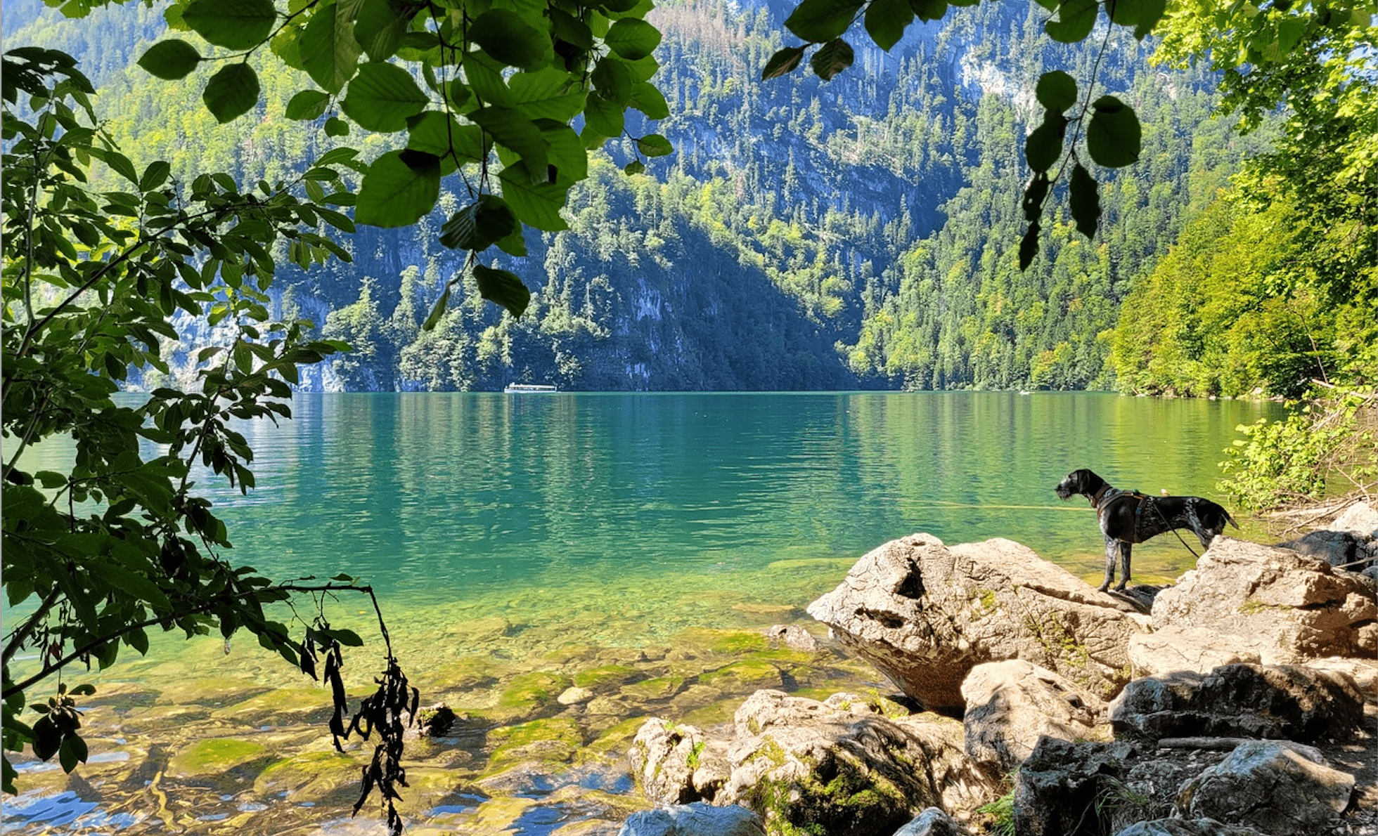 hond op vakantie in Duitsland aan een meer