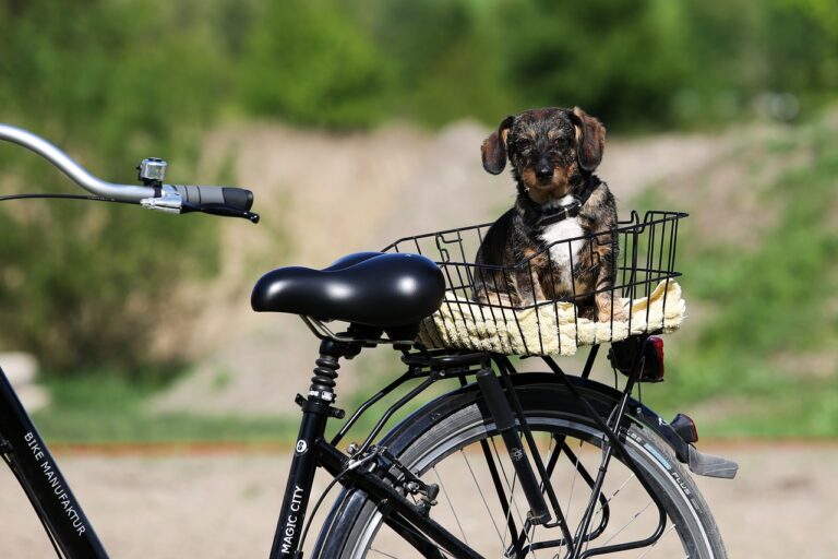 hond in een fietsmand achterop de fiets