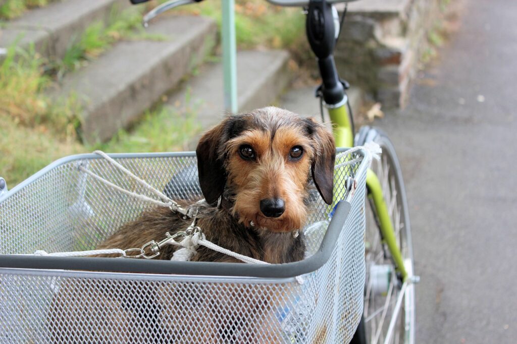 hond voorop de fiets in hondenfietsmand