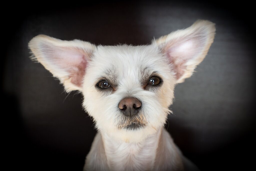 hond met grote oren
