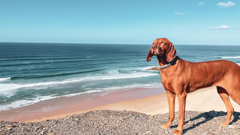 hond op vakantie aan de zee