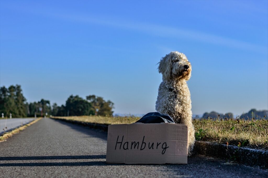 hond op vakantie in Duitsland aan Hamburg