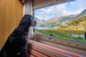 hond die op reis naar de natuur kijkt in de bergen