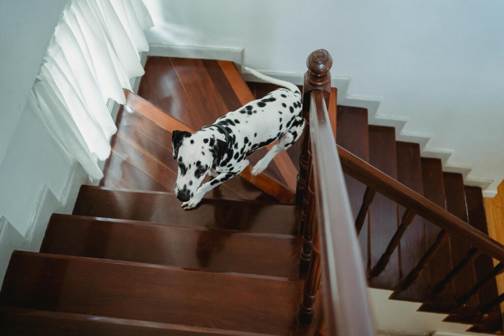 hond die op de trap loopt
