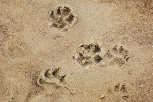 hondenpootjes in het zand bij vakantie aan zee met hond